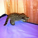 Splendidi Cuccioli di Ocelot Disponibili - Foto n. 7