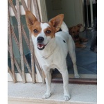 Giovanni, Cagnolino Dolcissimo Aspetta una Casa - Foto n. 2