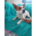 Giovanni, Cagnolino Dolcissimo Aspetta una Casa - Foto n. 3
