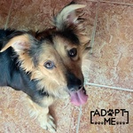 🐶 Altra Razza maschio di 1 anno e 6 mesi in adozione a Latina (LT) e in tutta Italia da associazione animali