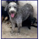 🐶 Altra Razza maschio in adozione a Milano (MI) e in tutta Italia da privato