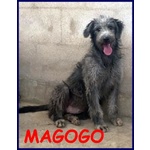 Magogo Giovane bel Timidino - Foto n. 2