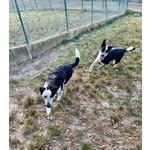 🐶 Altra Razza in adozione a Milano (MI) e in tutta Italia da privato