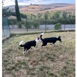 Toto' e maya Stanno Crescendo in Canile - Foto n. 2