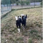 Toto' e maya Stanno Crescendo in Canile - Foto n. 3
