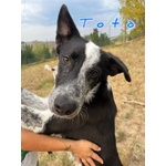 Toto' e maya Stanno Crescendo in Canile - Foto n. 4