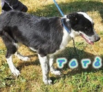 Toto' e maya Stanno Crescendo in Canile - Foto n. 5