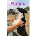 Toto' e maya Stanno Crescendo in Canile - Foto n. 7