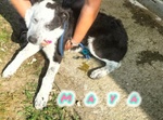 Toto' e maya Stanno Crescendo in Canile - Foto n. 8