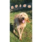 🐶 Spinone maschio in adozione a Milano (MI) e in tutta Italia da privato