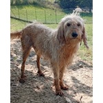 Spino 4anni Buono col Mondo Intero - Foto n. 2