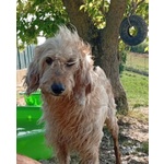 Spino 4anni Buono col Mondo Intero - Foto n. 3