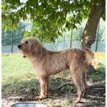 Spino 4anni Buono col Mondo Intero - Foto n. 4