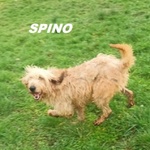 Spino 4anni Buono col Mondo Intero - Foto n. 5
