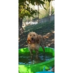 Spino 4anni Buono col Mondo Intero - Foto n. 6