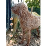 Spino 4anni Buono col Mondo Intero - Foto n. 7