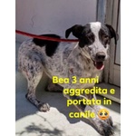🐶 Altra Razza femmina in adozione a Milano (MI) e in tutta Italia da privato