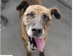 🐶 Altra Razza maschio in adozione a Milano (MI) e in tutta Italia da privato