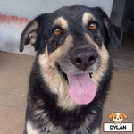 🐶 Altra Razza maschio di NA in adozione a Latina (LT) e in tutta Italia da associazione animali