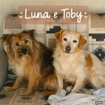 🐶 Altra Razza maschio di 10 anni in adozione a Latina (LT) e in tutta Italia da associazione animali