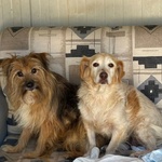 Luna e toby Cercano casa - Adozione del Cuore ! - Foto n. 2