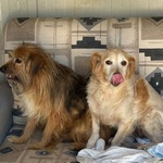 Luna e toby Cercano casa - Adozione del Cuore ! - Foto n. 3