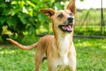 🐶 Altra Razza maschio in adozione a Vidigulfo (PV) da associazione animali