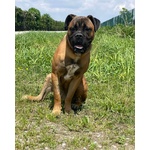 🐶 Altra Razza maschio in adozione a Vidigulfo (PV) da associazione animali