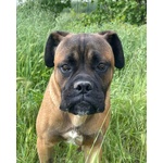 Leon cane Corso - Foto n. 2