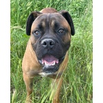Leon cane Corso - Foto n. 3