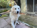 🐶 Pastore Maremmano femmina in adozione a Milano (MI) e in tutta Italia da privato