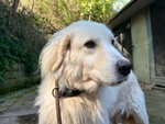 Cloe' Adulta Dolce Timidina - Foto n. 3