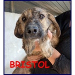 🐶 Altra Razza maschio in adozione a Milano (MI) e in tutta Italia da privato