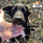 🐶 Altra Razza maschio di 4 mesi in adozione a Latina (LT) e in tutta Italia da associazione animali