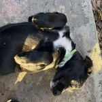 Frodo Cucciolo 4 mesi Cerca Adozione a Latina - Foto n. 2