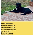 Frodo Cucciolo 4 mesi Cerca Adozione a Latina - Foto n. 3