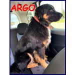 🐶 Altra Razza maschio in adozione a Milano (MI) e in tutta Italia da privato