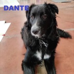 🐶 Altra Razza maschio in adozione a Milano (MI) e in tutta Italia da privato