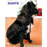 Dante Giovane Simil Border Affettuosissimo - Foto n. 2