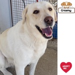 🐶 Labrador femmina di 3 anni in adozione a Latina (LT) e in tutta Italia da associazione animali