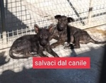 🐶 Altra Razza in adozione a Milano (MI) e in tutta Italia da privato