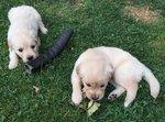 Cuccioli Golden Retriever