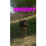 WOODY 3anni una bella timidina!