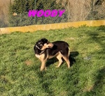 Woody 3anni una Bella Timidina! - Foto n. 3