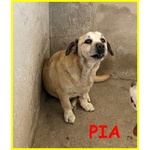 🐶 Altra Razza femmina in adozione a Milano (MI) e in tutta Italia da privato