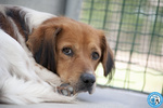 🐶 Breton maschio di 2 anni in adozione a Chioggia (VE) e in tutta Italia da associazione animali