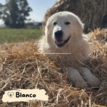 🐶 Pastore Maremmano maschio di 1 anno e 1 mese in adozione a Latina (LT) e in tutta Italia da associazione animali