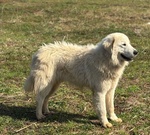 Blanco Cucciolone Maremmano Cerca Adozione - 13 mesi di Bontà - Foto n. 4