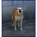 Mona 6 anni Abbaia per Paura - Foto n. 2