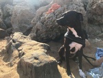 Jaison 9anni Bellissimo in Cerca di una Nuova Casa - Foto n. 5